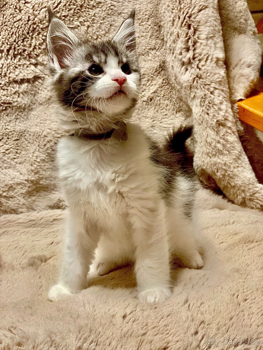 Mainská mývalí koťátka - 2