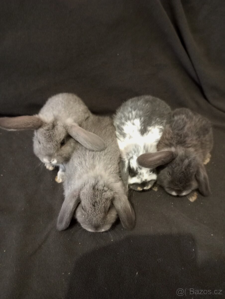 Zakrslý beránek králíček - 2