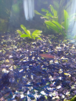 krevetky neocaridina - 2