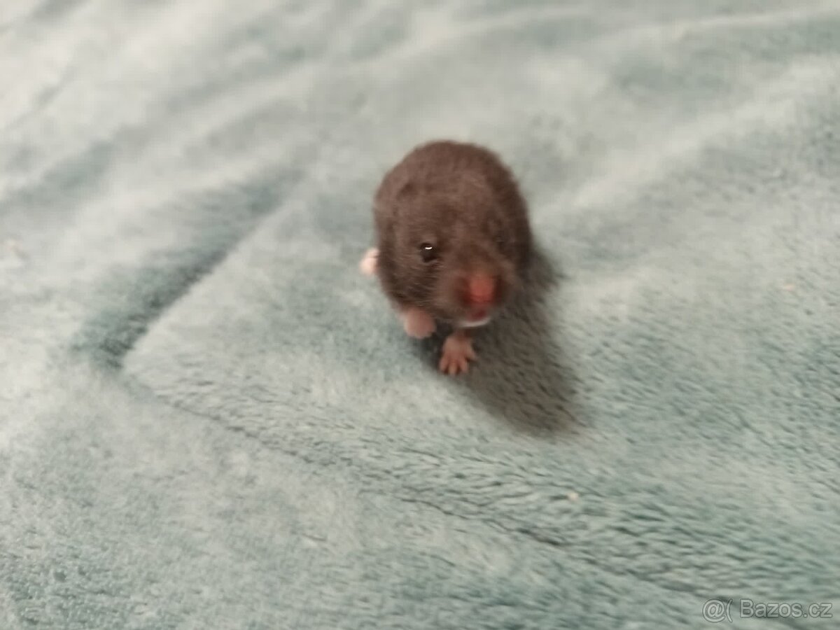 Mláďata křeček syrský - 2