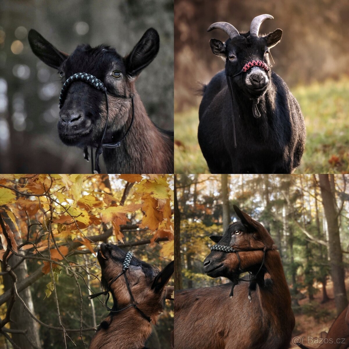 Ohlávka pro kozu/ovci - 2