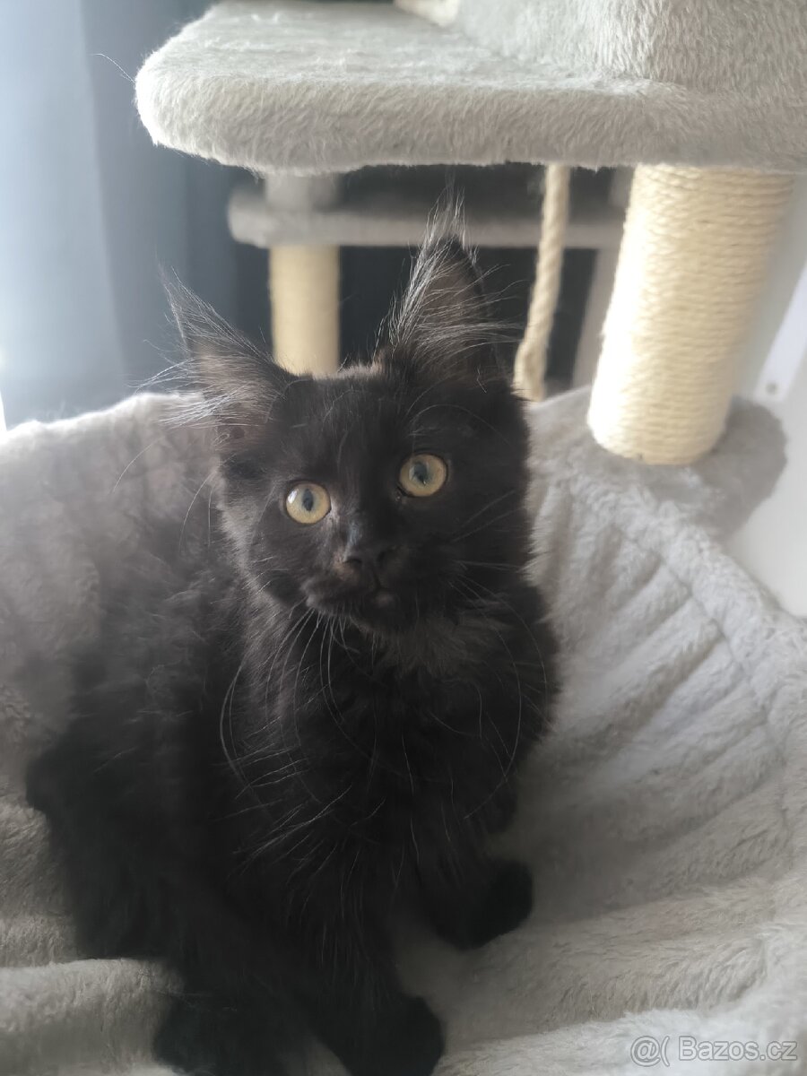 Mainská mývalí s PP - 2