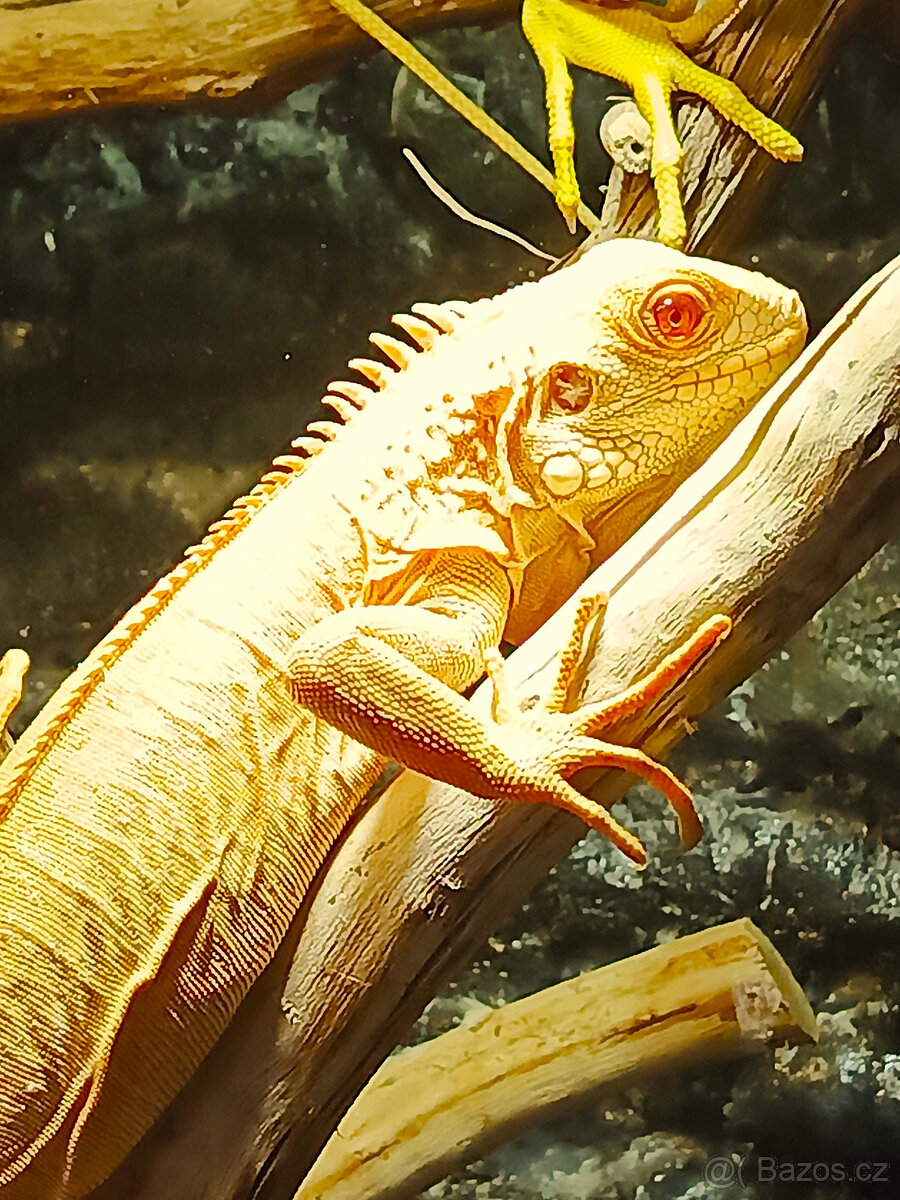 Pár leguán Albíno - 2