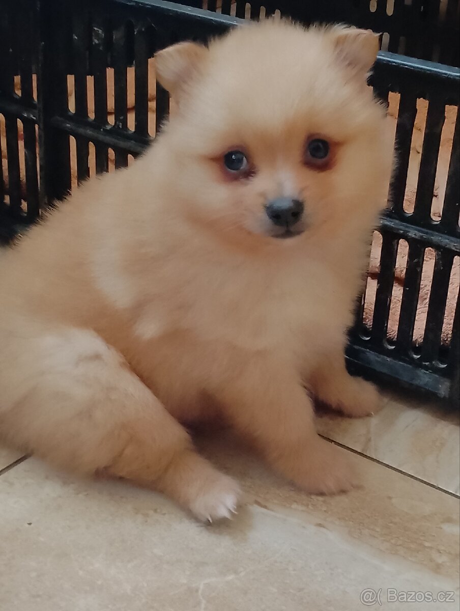 Pomeranian Špic - 2