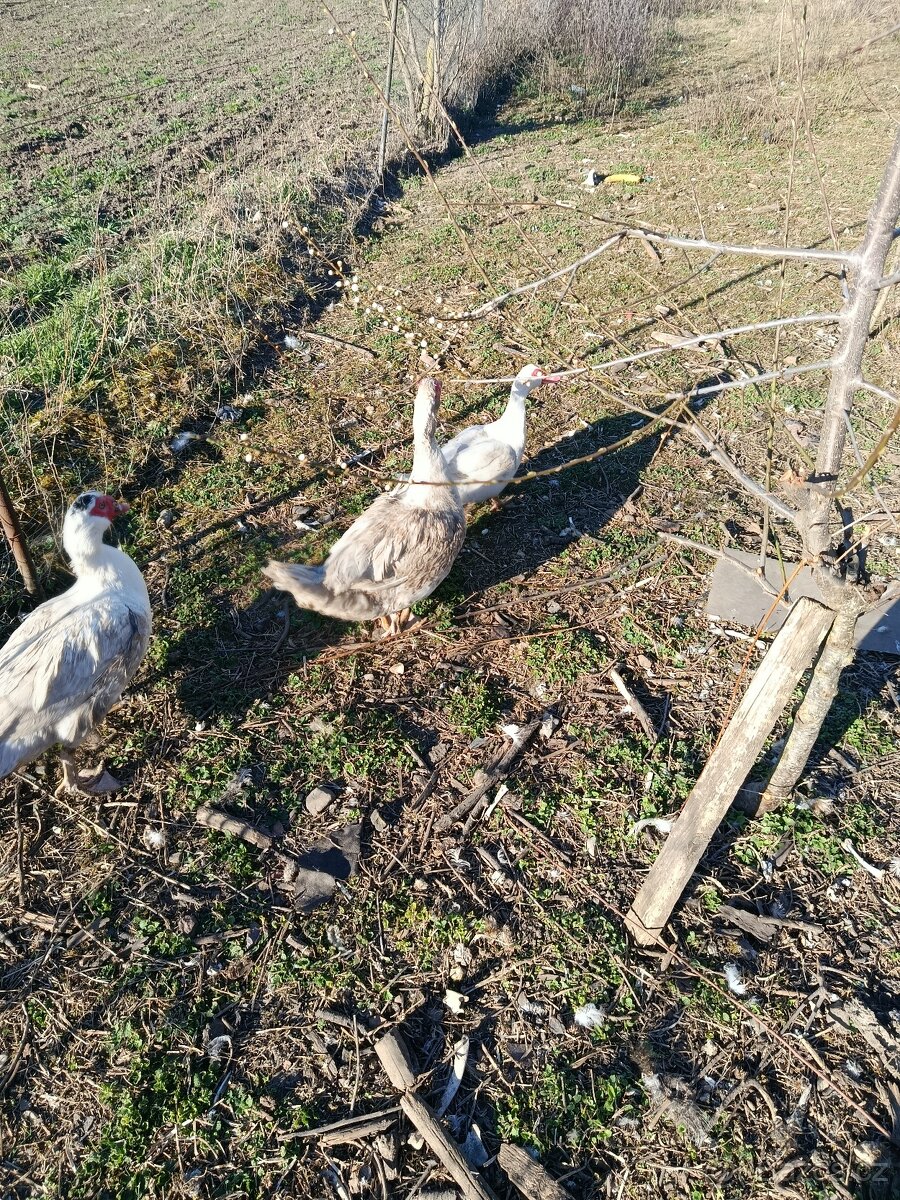 Kačer pižmový - 2