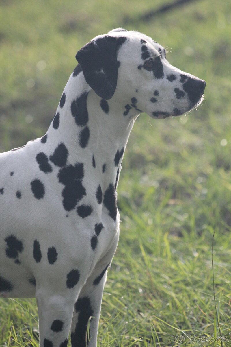 štěně DALMATINA - 2