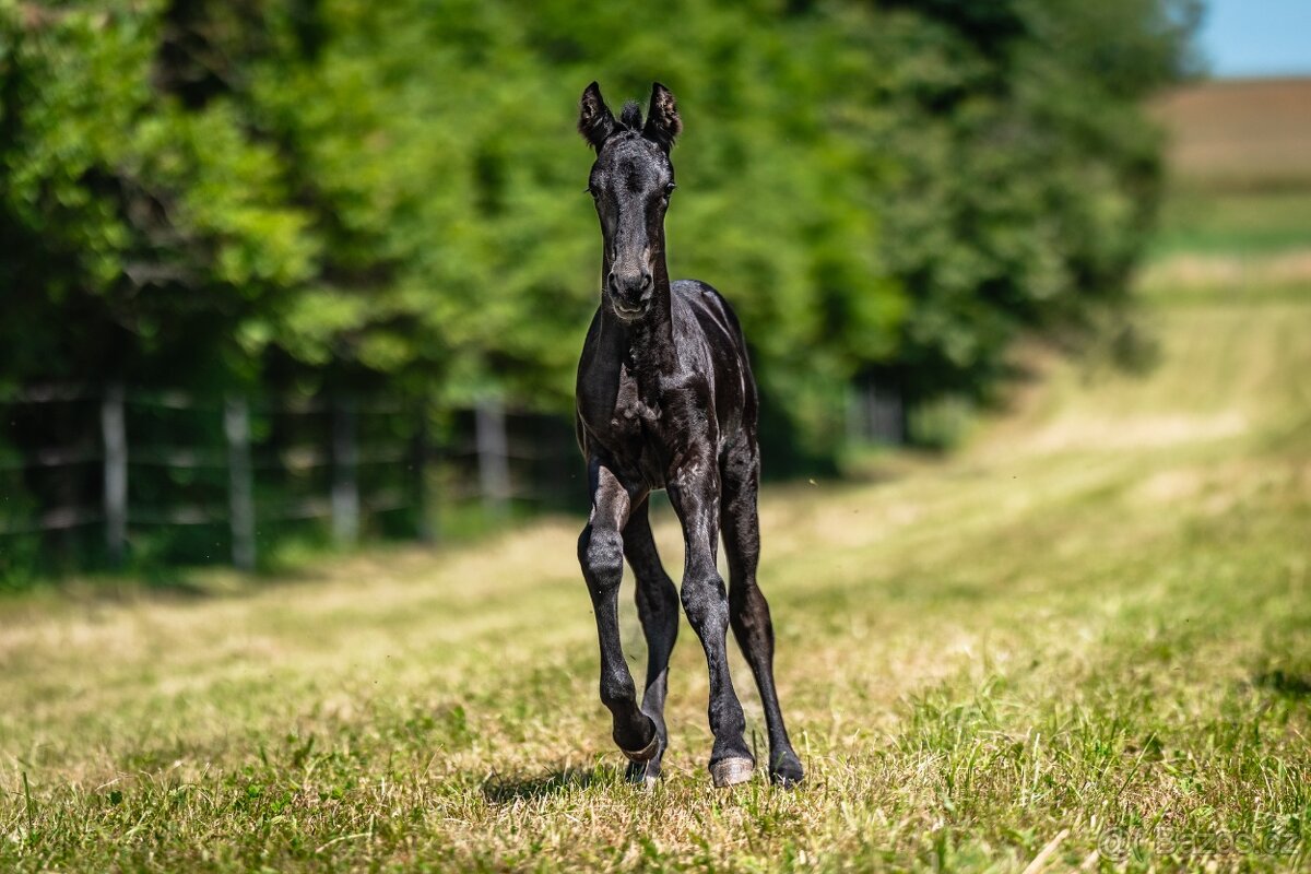 Nádherná fríská kobylka s velkým potenciálem - 2