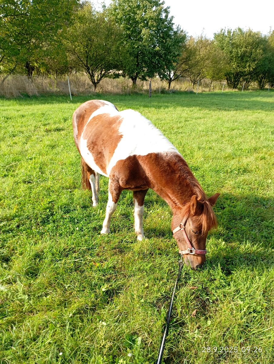 Pony klisna - 2