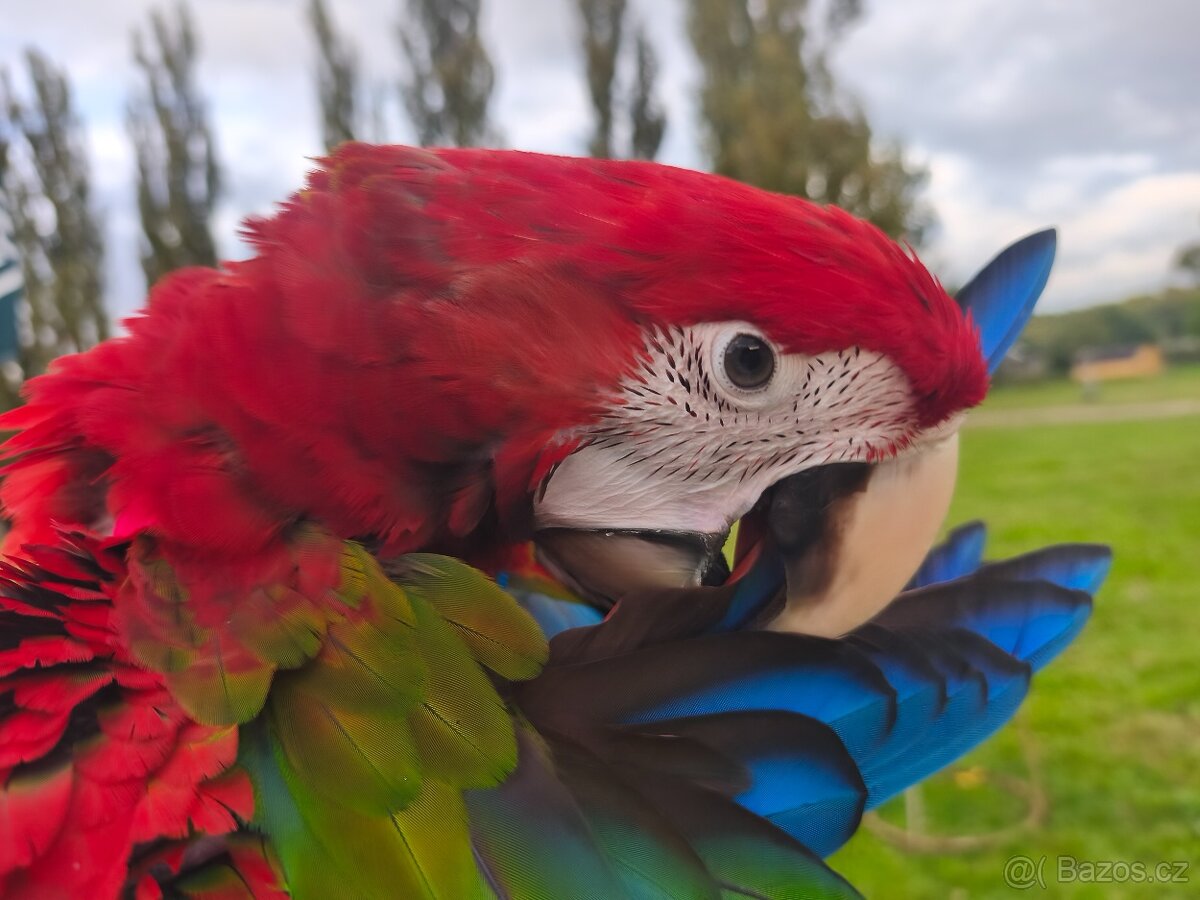 Ara zelenokřídlý - 2