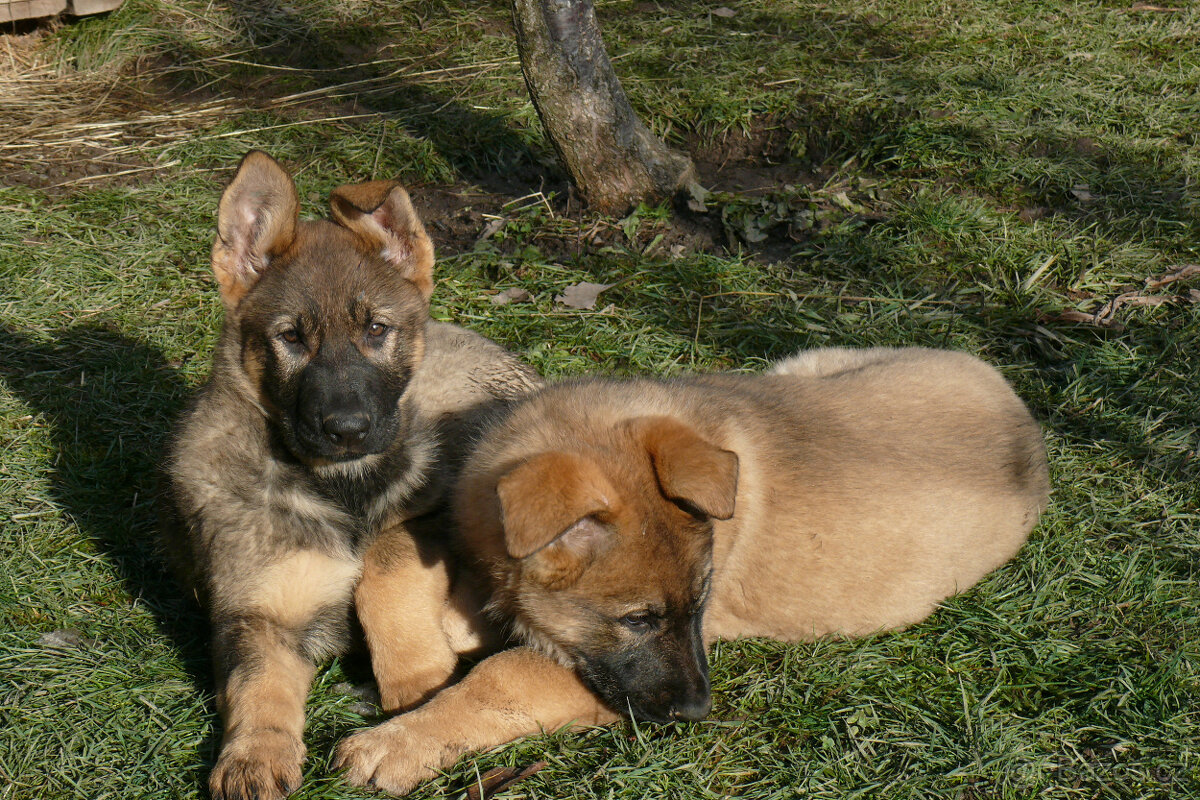 Šteniatka NO s PP - 2