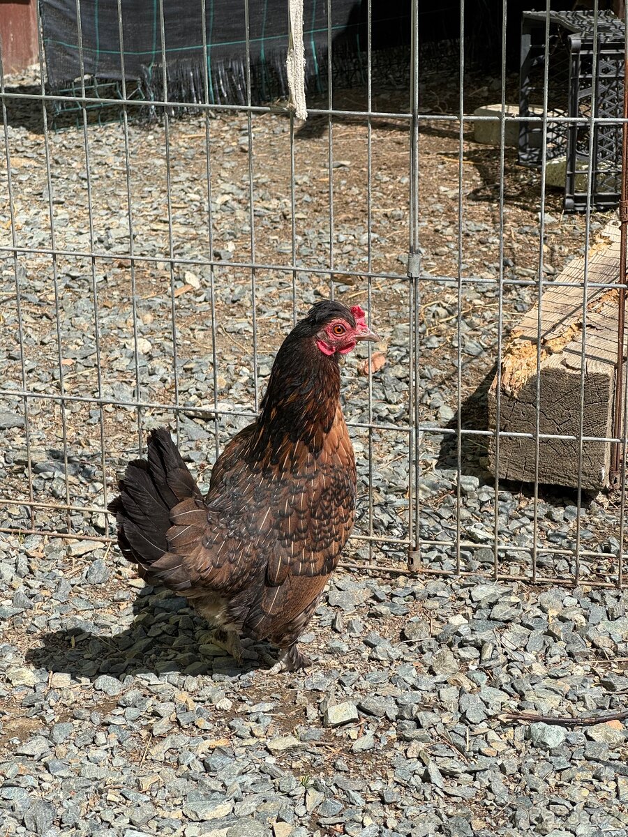 Zakrslé slepičky a kohouti - 2