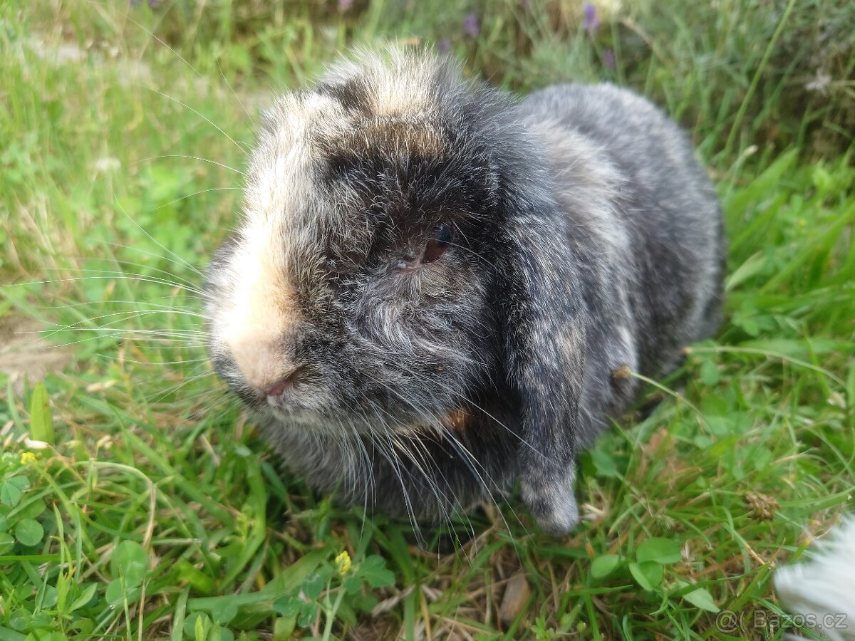 Zakrslá samička - 2