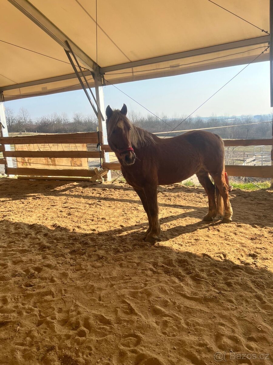 Prodám valacha plemene Welsh Part-Bred - 2