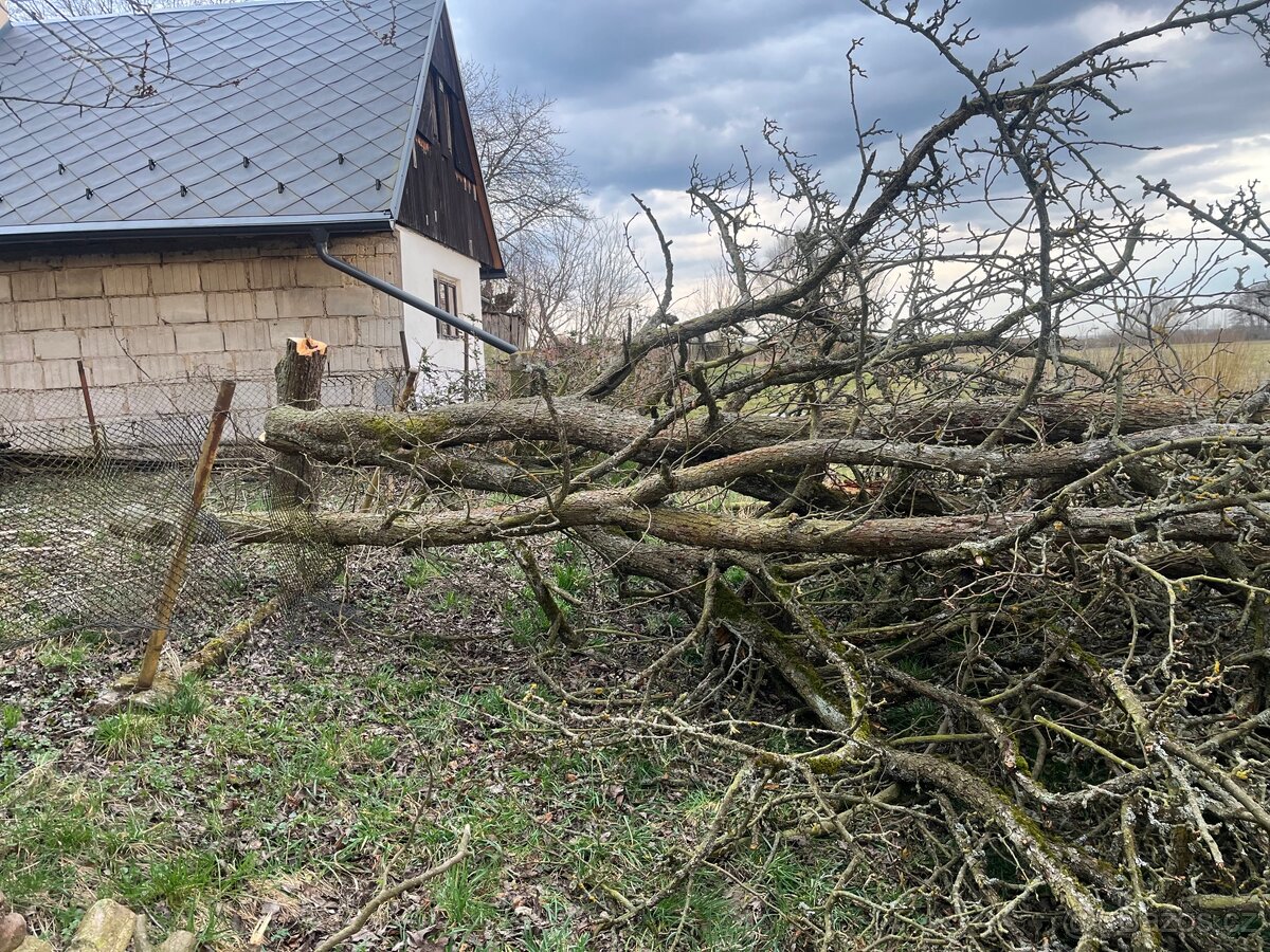Pokácené dřevo ovocných stromů - 2