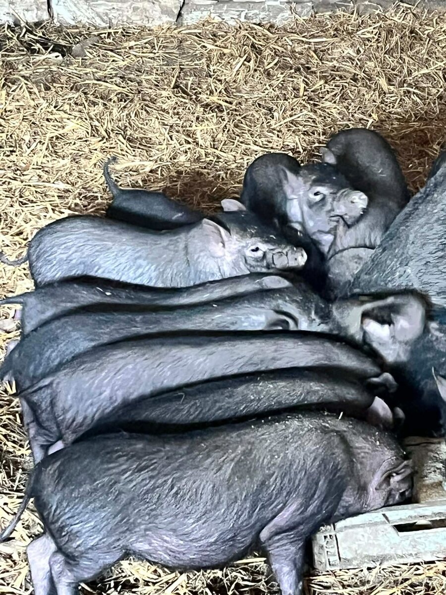 Prase Vietnamské - 2