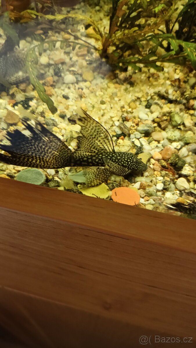 Ancistrus long fin - 2