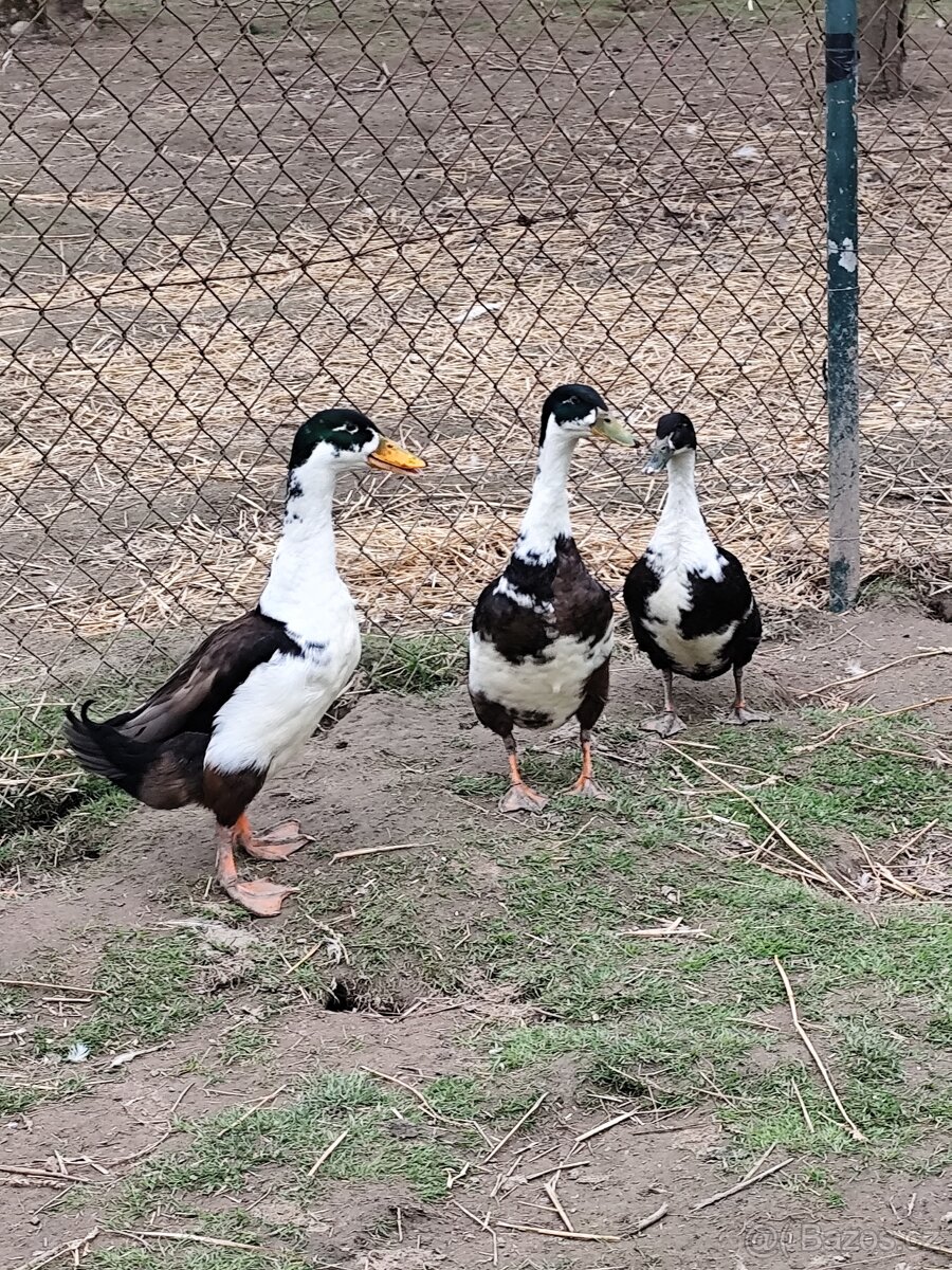 Indický běžec - 2