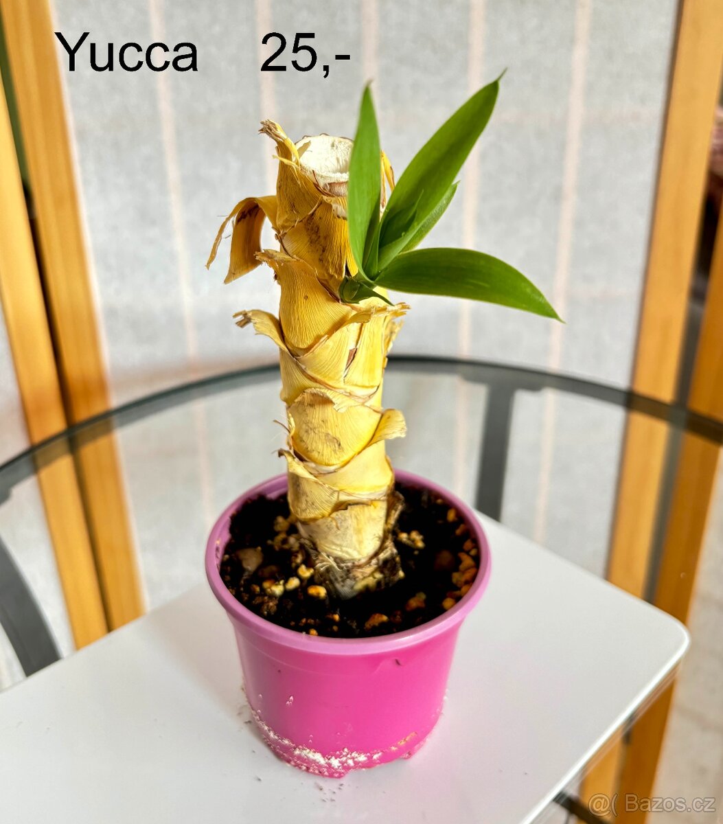 Když chcete vypěstovat svou rostlinku od malička - 2
