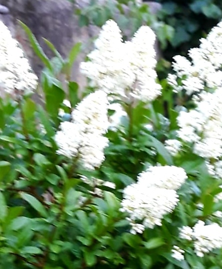 Ligustrum, Ptačí zob, stromky, keře - 2