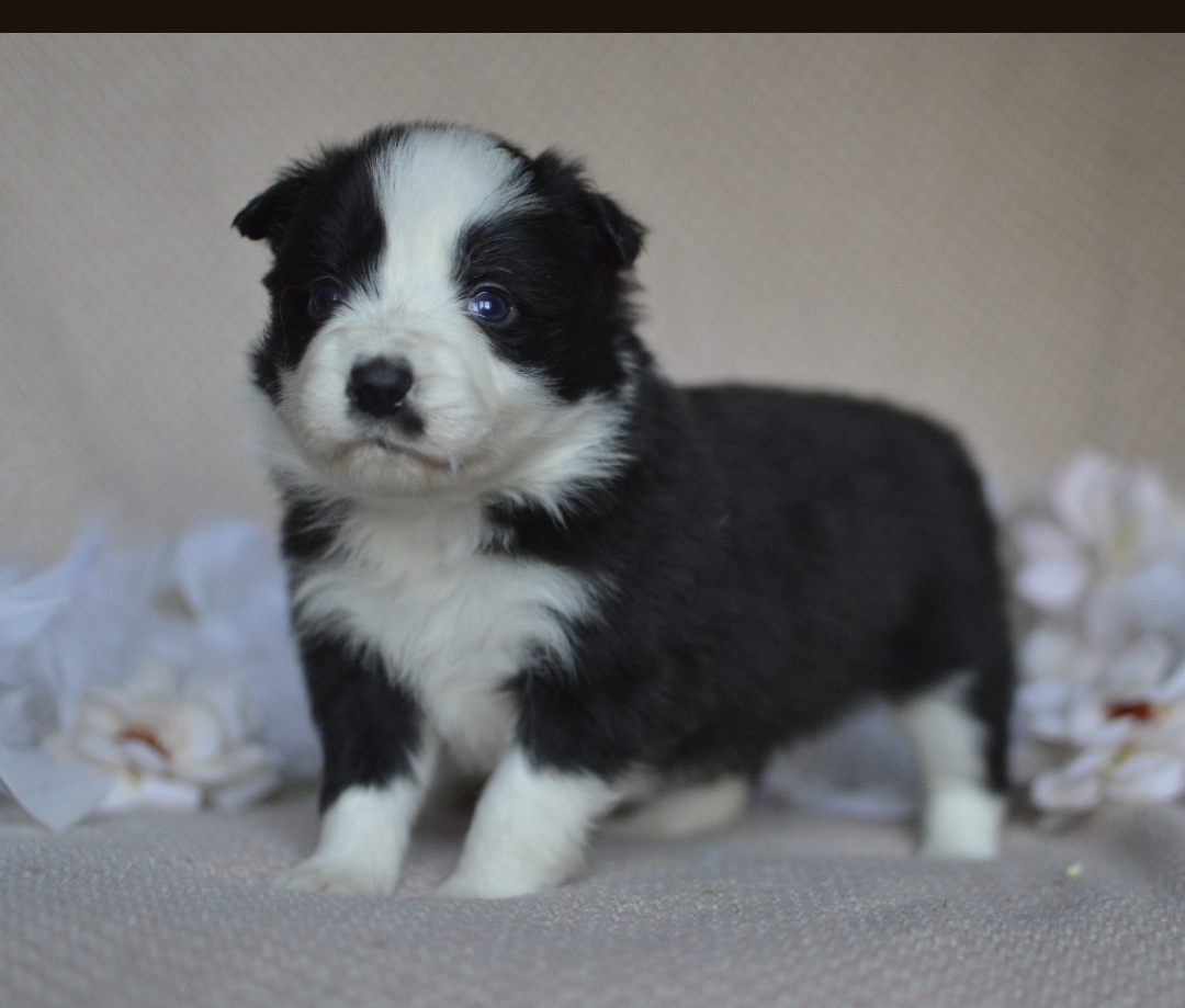 Border kolie - štěňátka s PP - 2