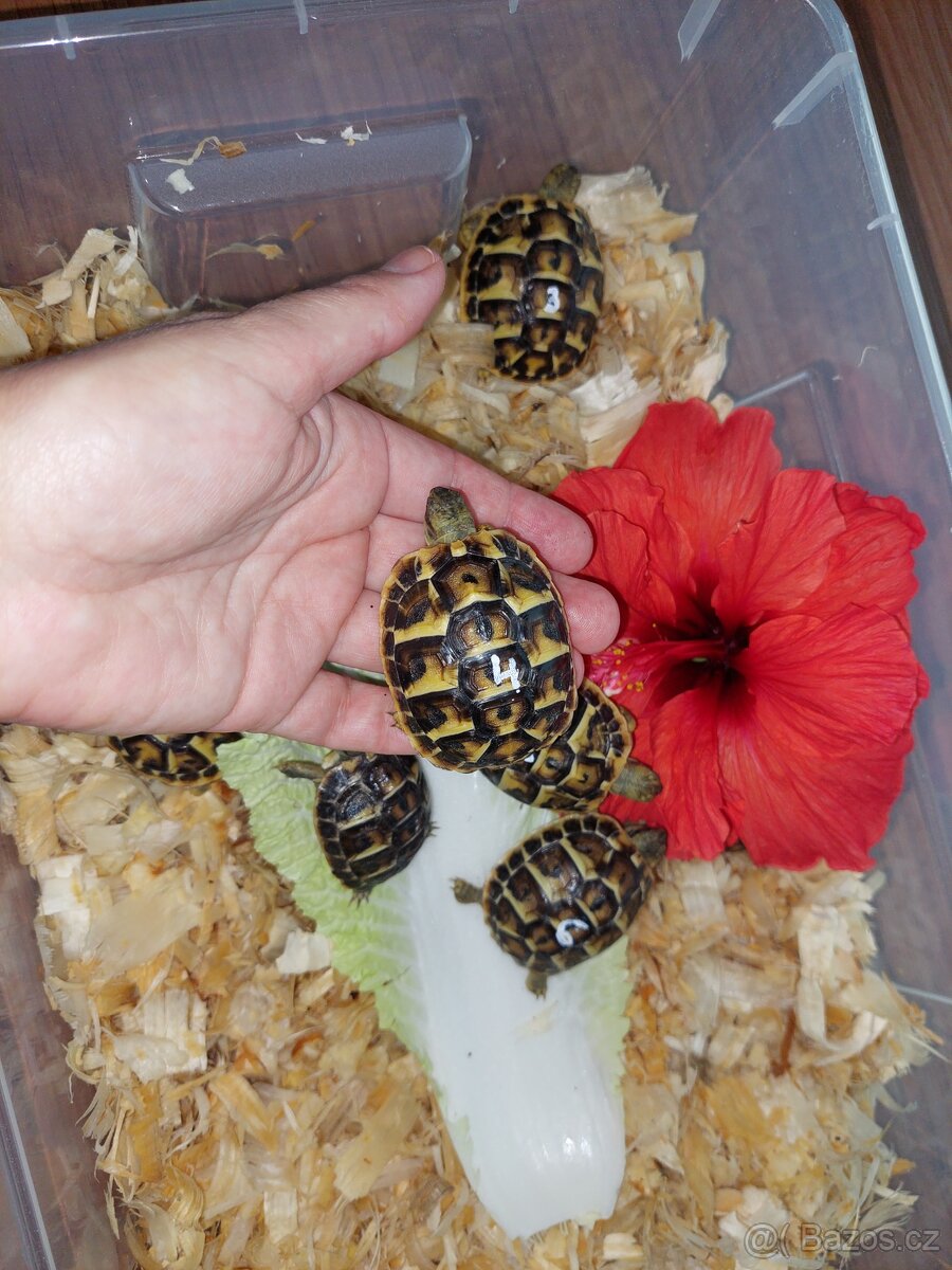 Testudo hermanni hermanni - želva zelenavá - Toskánsko - 2