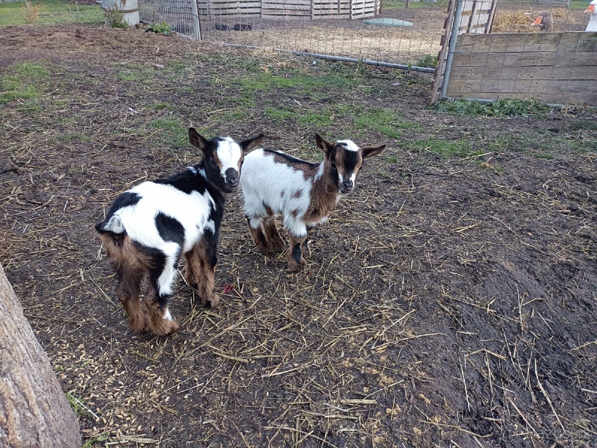 Holandská zakrslá koza - 2