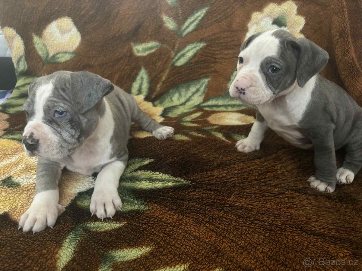 Stafordšírský Bulteriér - 2