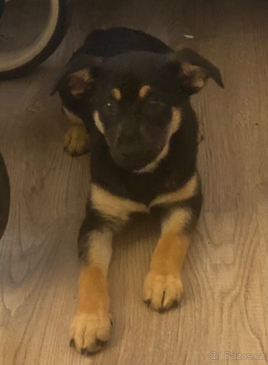 Německý ovčák - 2