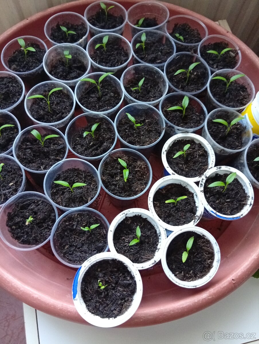 Papriky do skleníku,foliovniku - 2