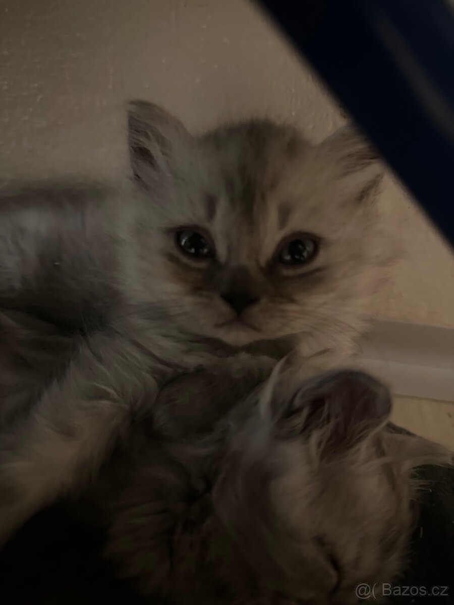 Prodám dva Britské kocourky - 2