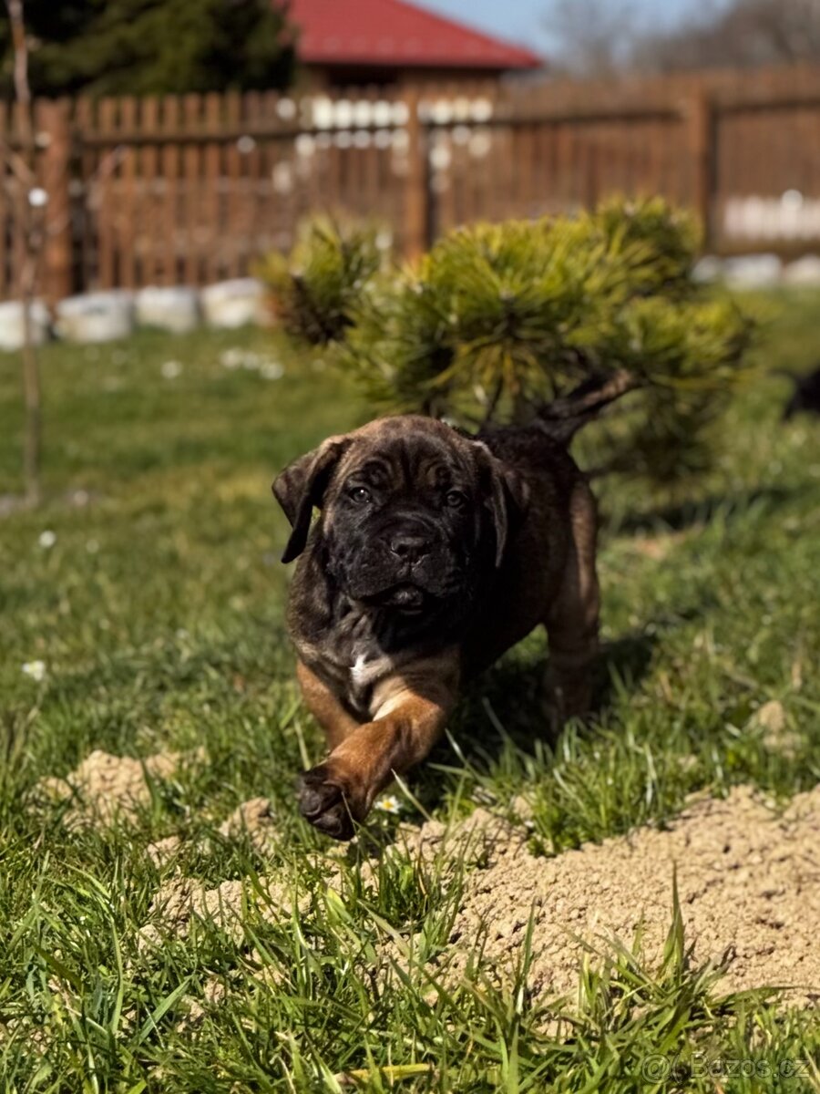 Štěňátka Cane Corso s PP - 2