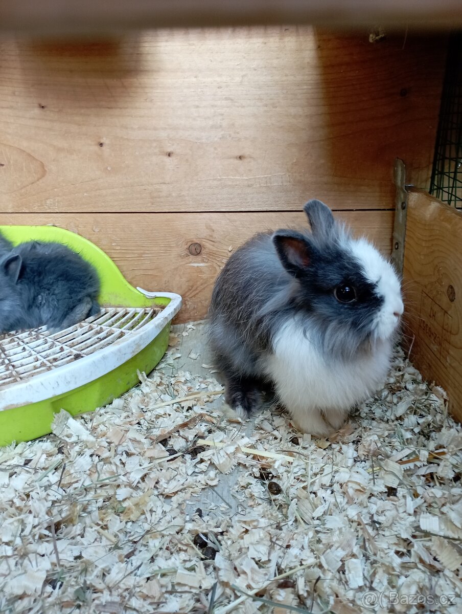 Zakrslý teddy králík - 2