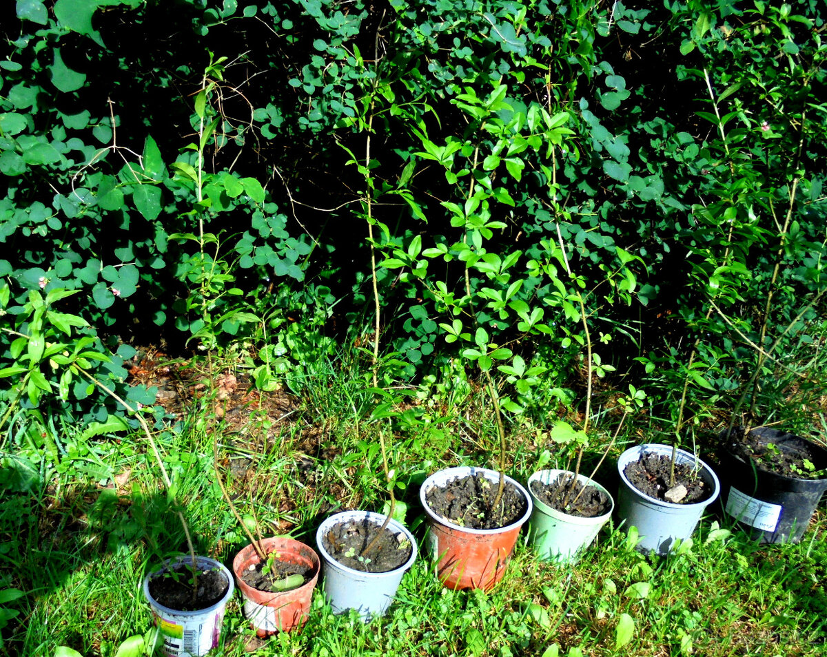 Ptačí zob (Ligustrum) - sazenice - 2