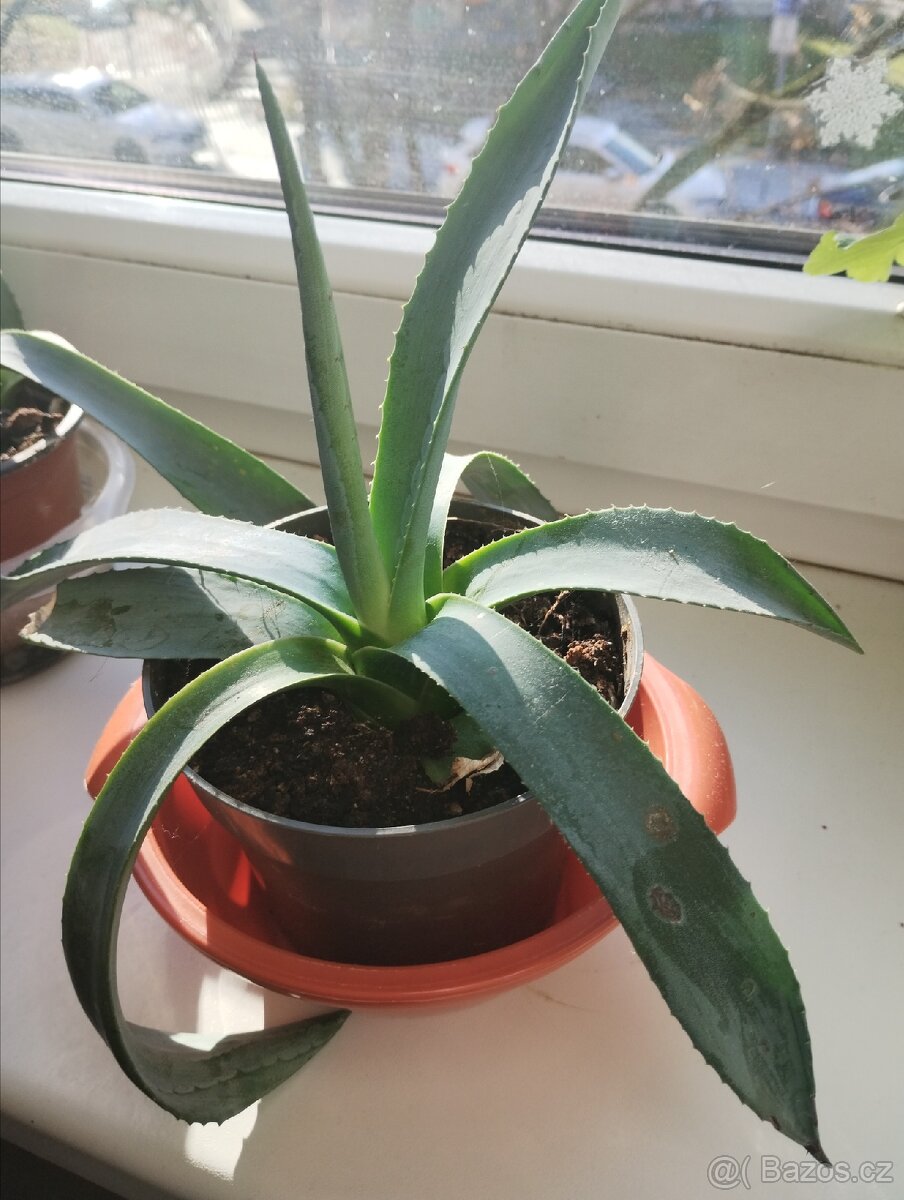 Aloe Vera mexico,možno na zahradu take - 2