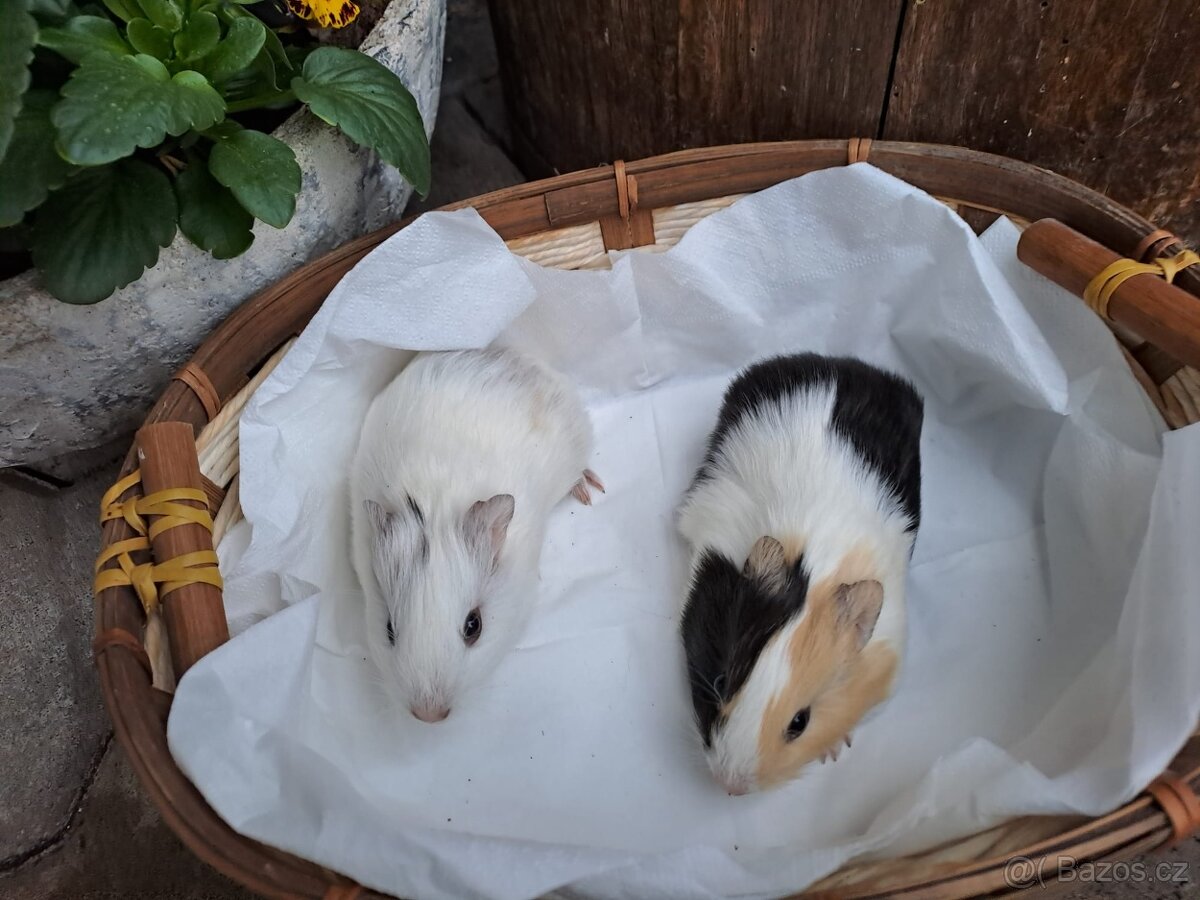 Daruji morcata - zamluvený - 2