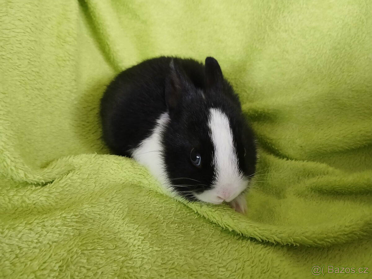 Zakrslý králíček - 2