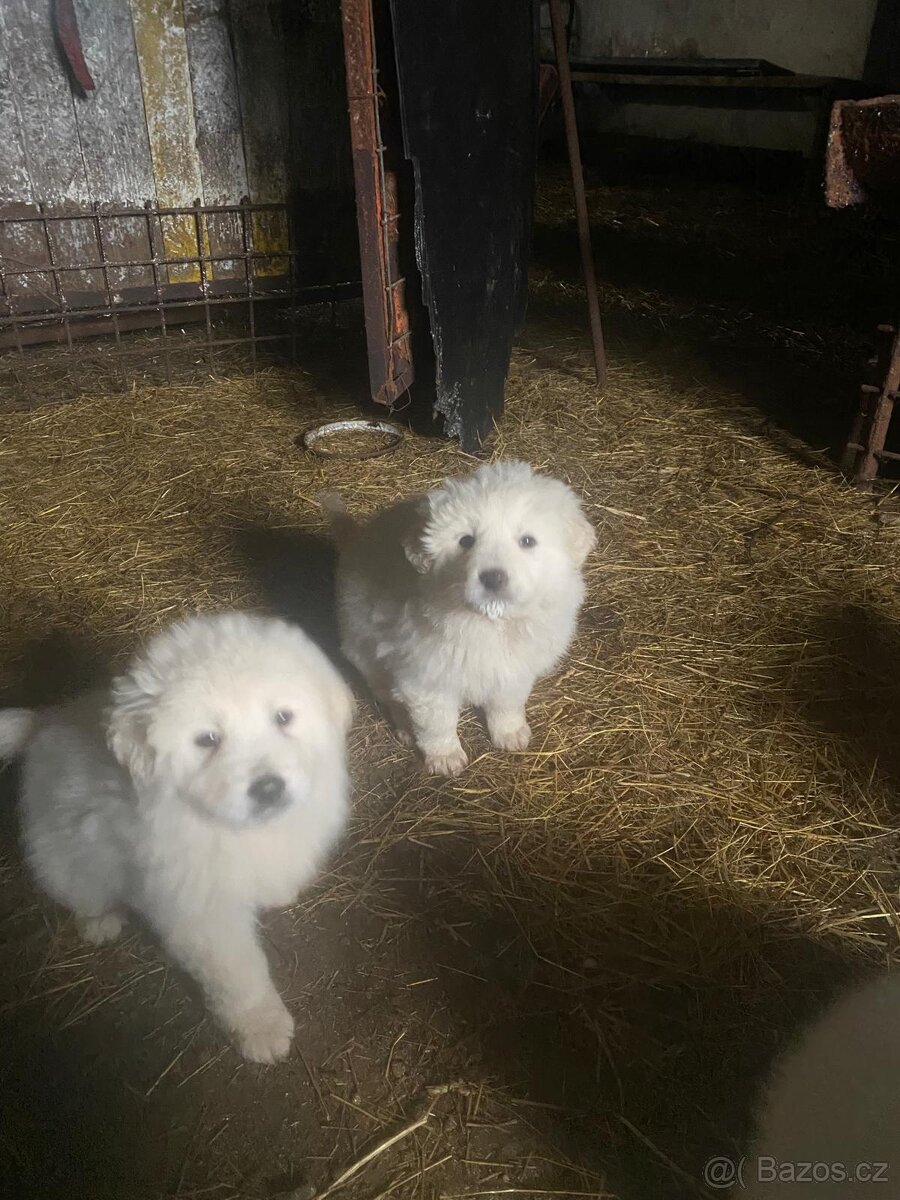 Šteniatka Slovenského čuvača - 2