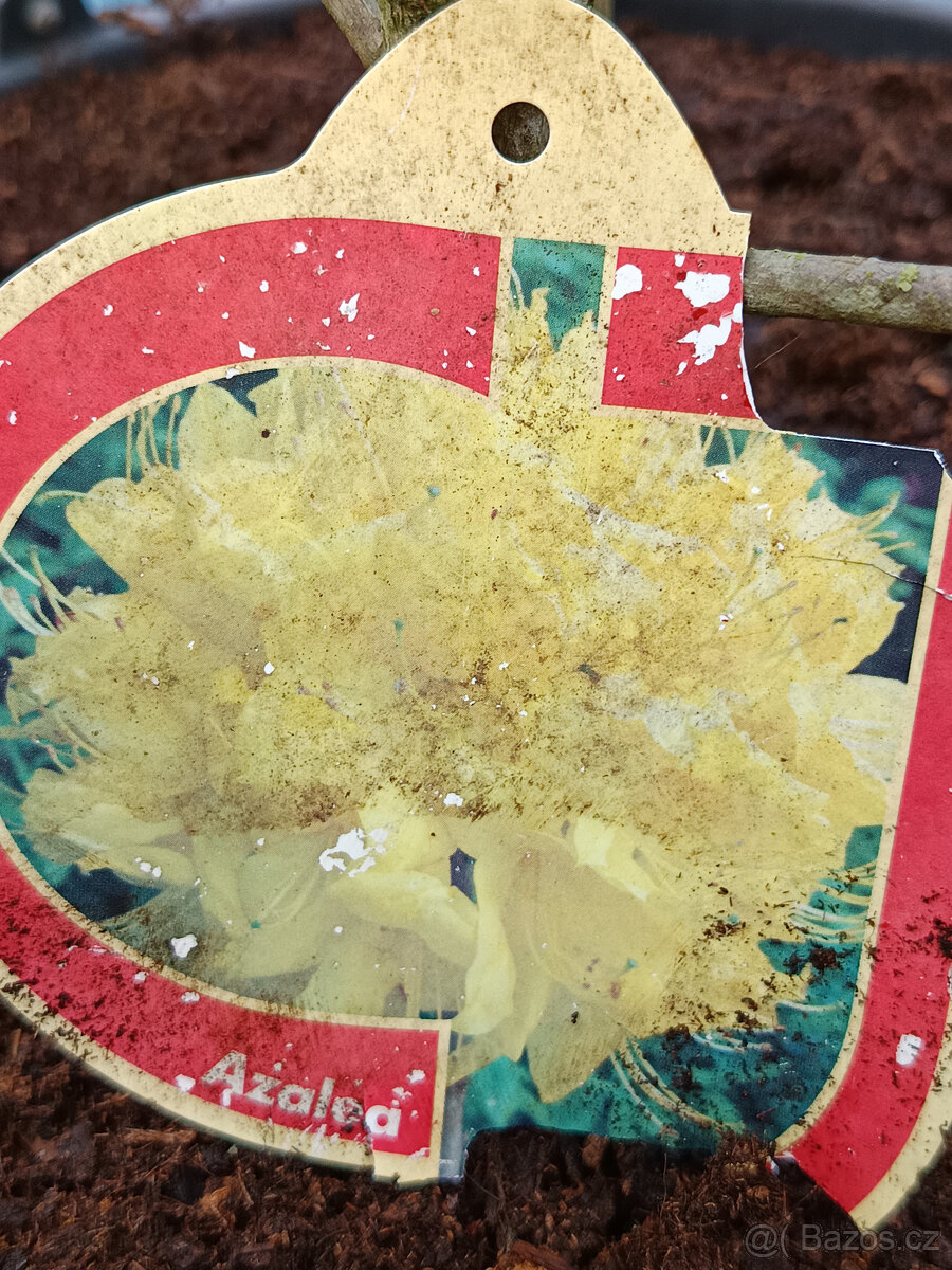 Azalka vekokvětá - 2