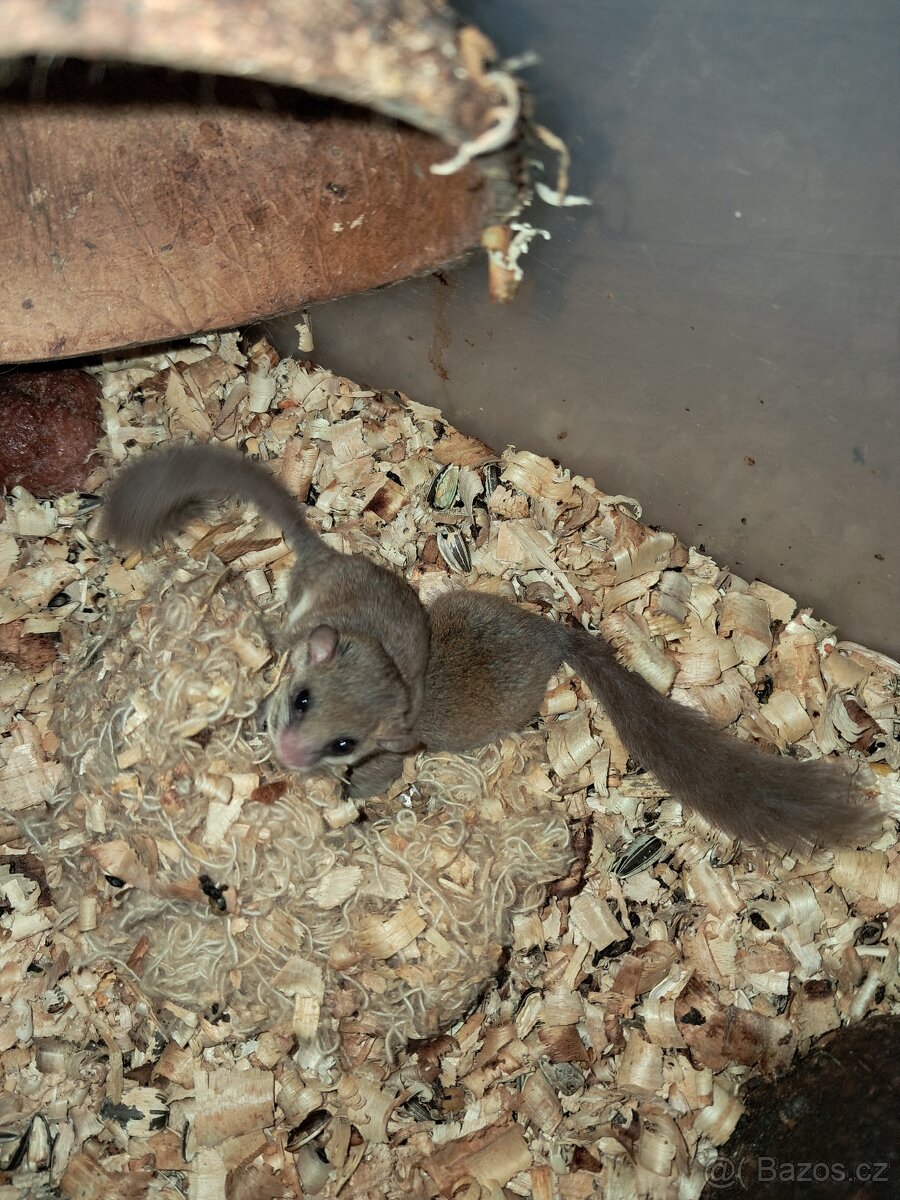 Plšík africký - 2