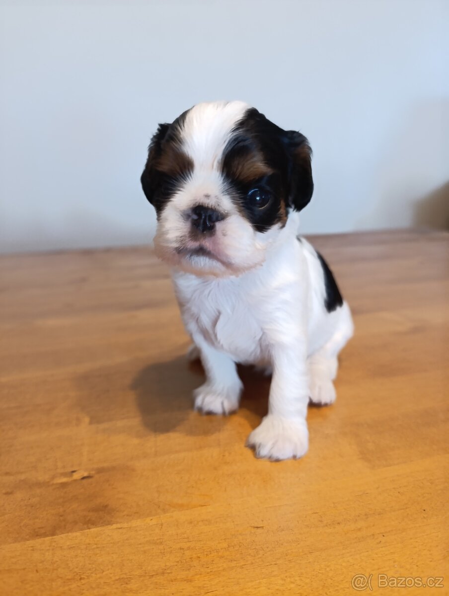 King Charles španěl (spaniel) - štěňata s PP - 2