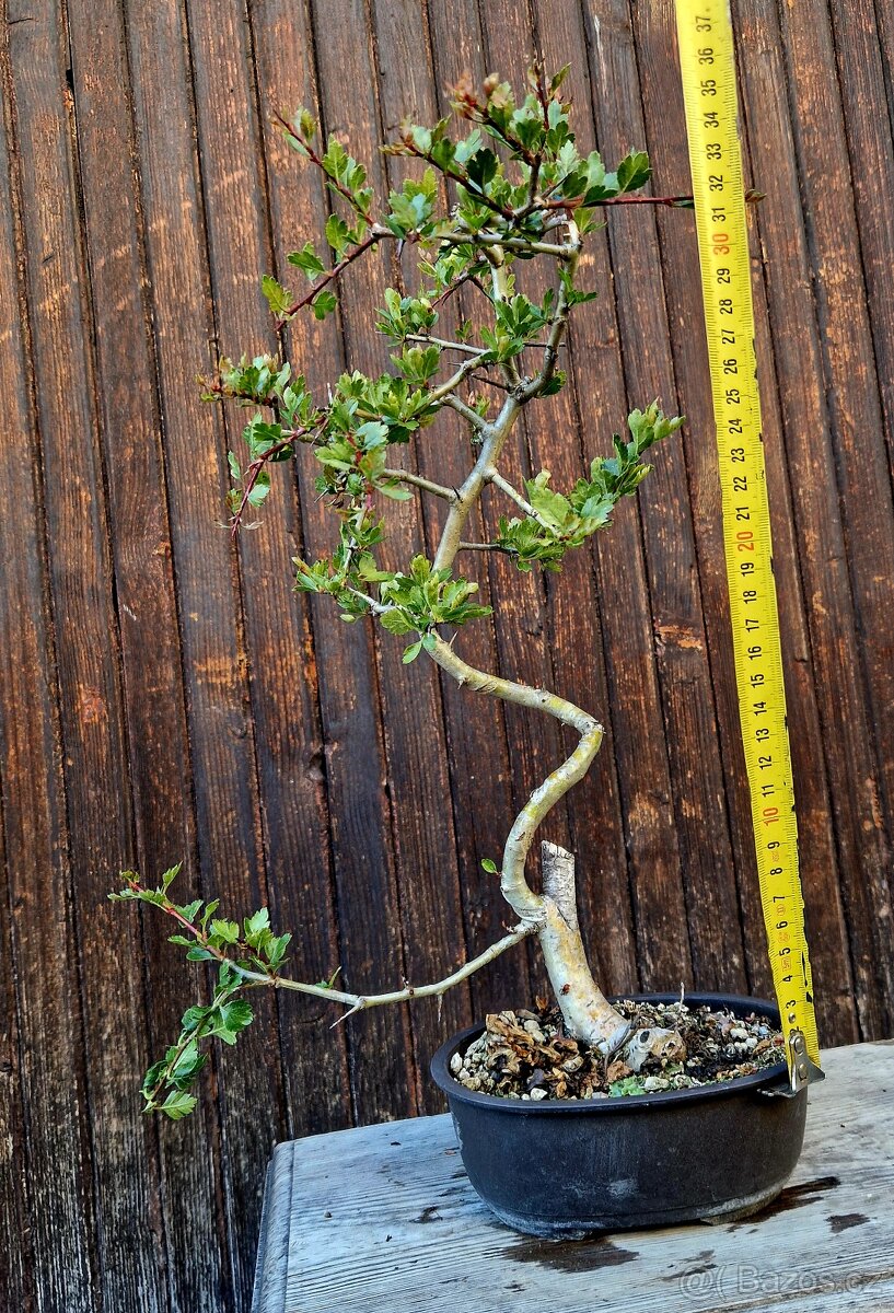 Bonsai, Bonsaj - Hloh 3 - 2