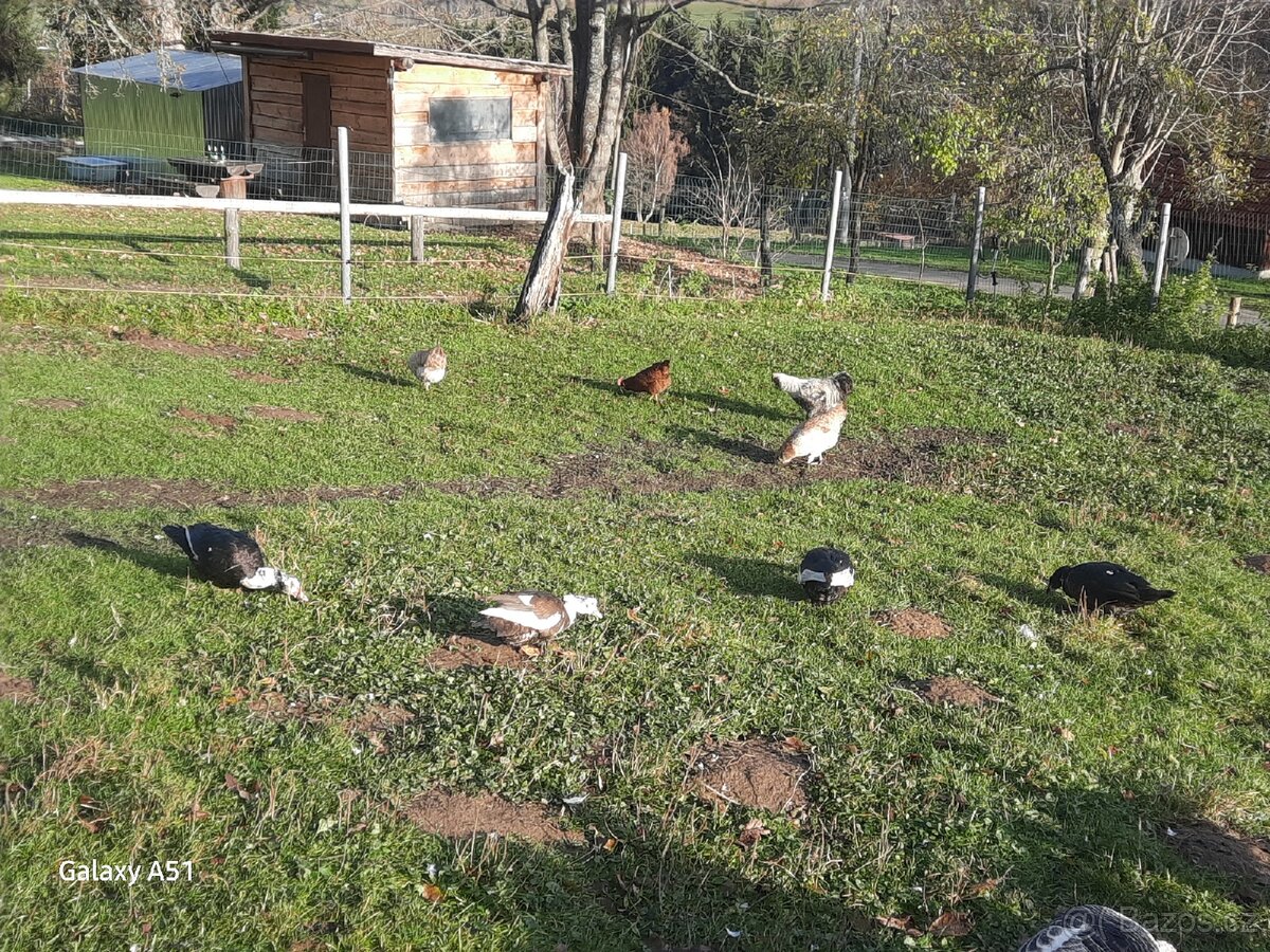 Kachna pižmová - 2