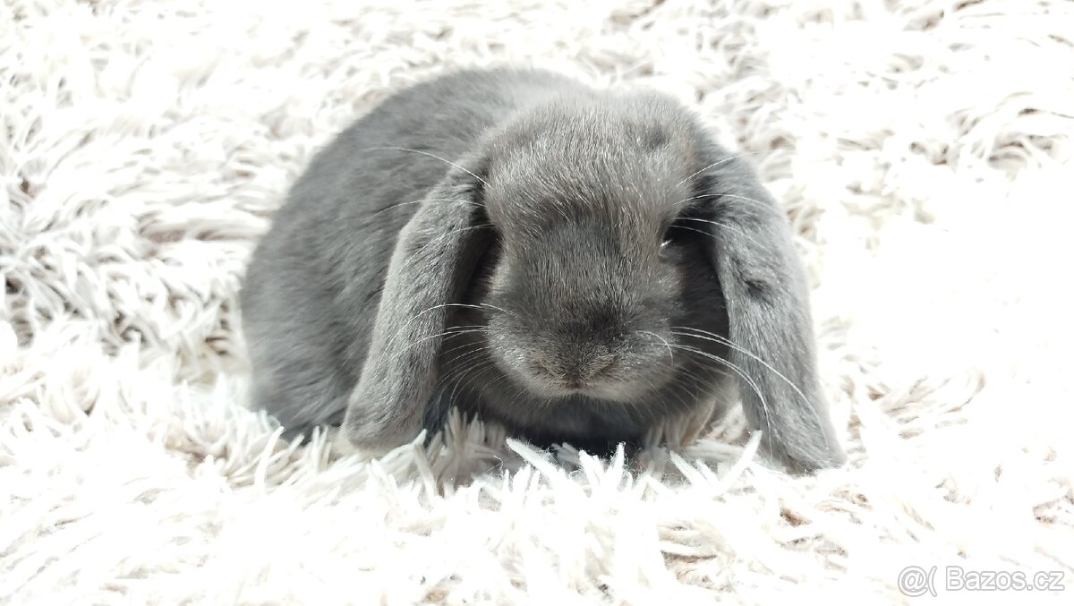 Zakrslý beránek, králíček, králík - BONNY - 2