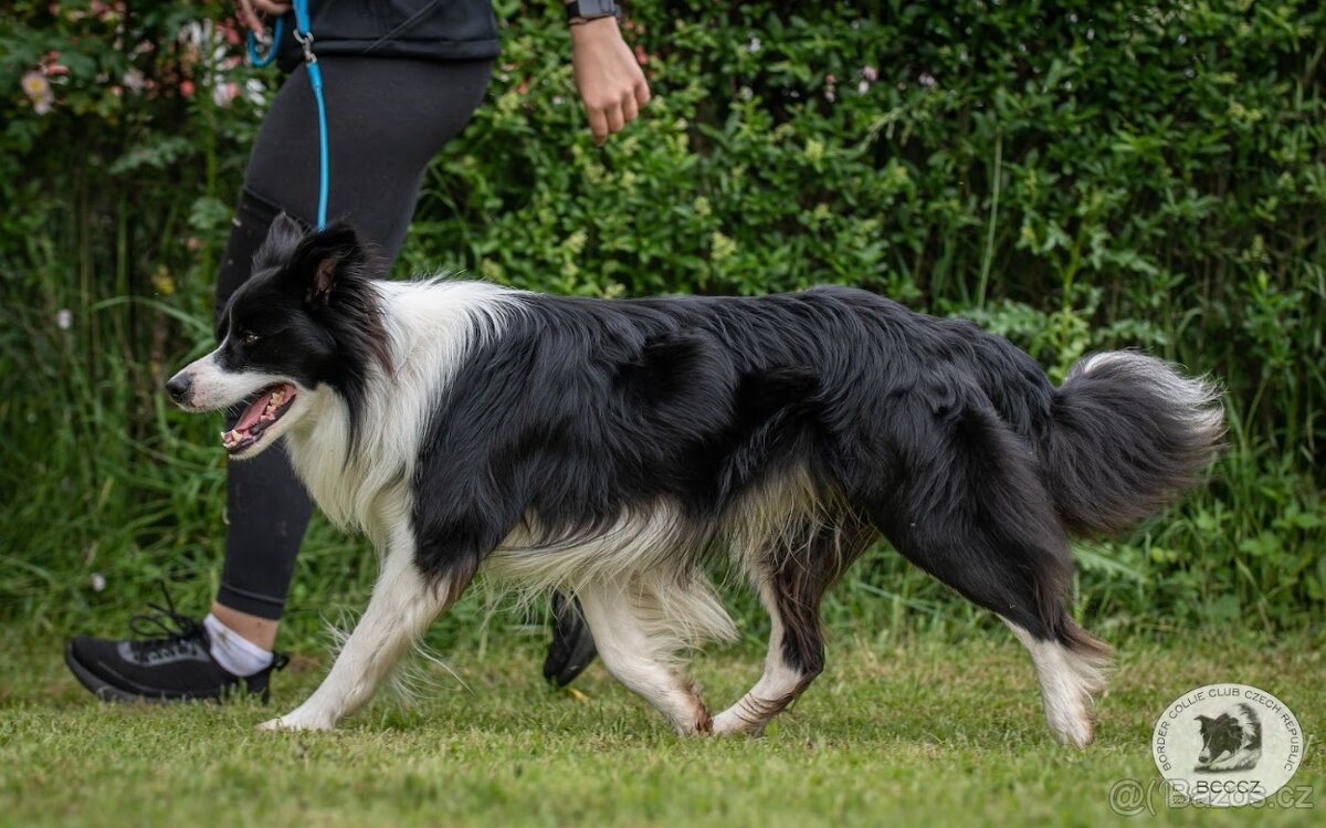 Nabízím krytí – Border kolie s PP - 2