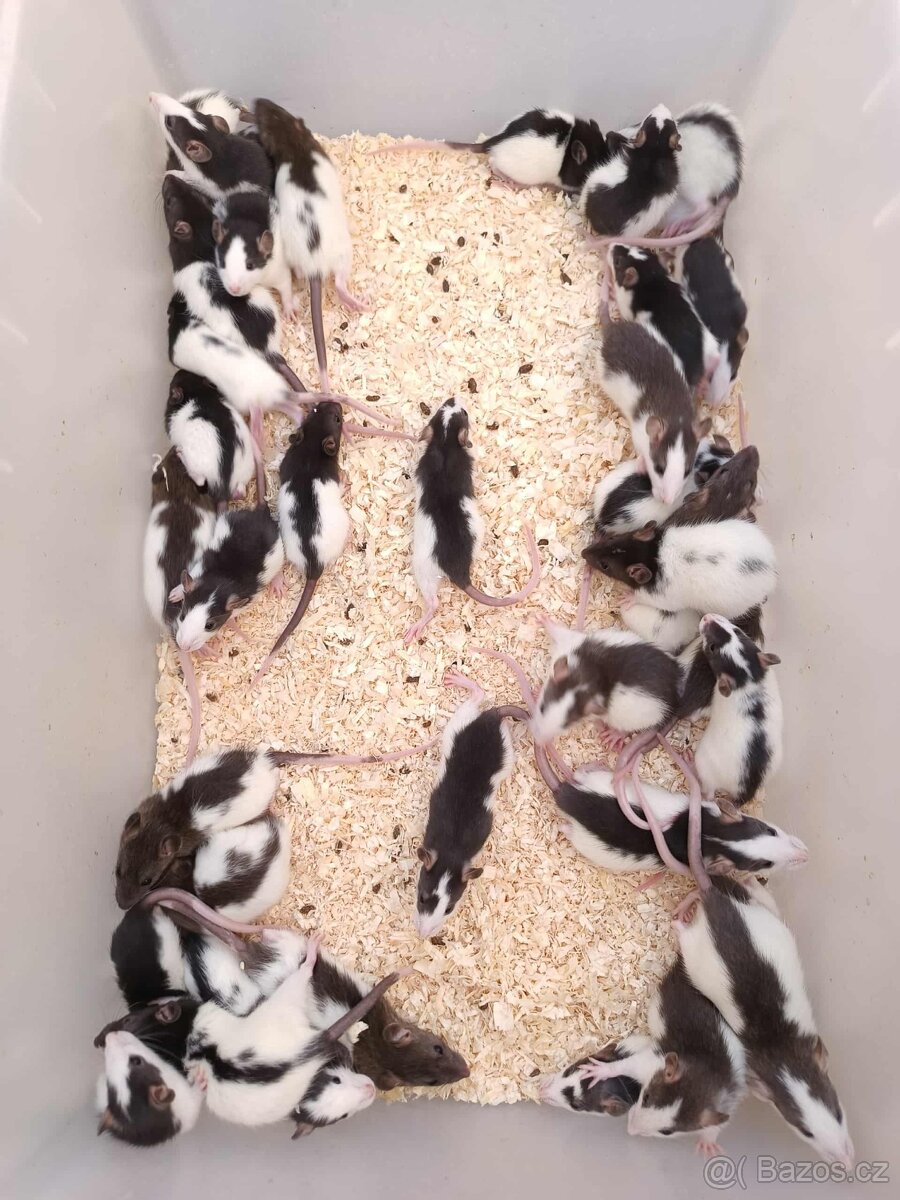 Potkani k odběru - různé velikosti - 2