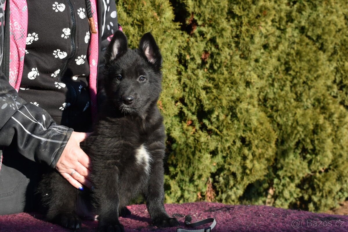 Belgický ovčák groenendael s PP - 2