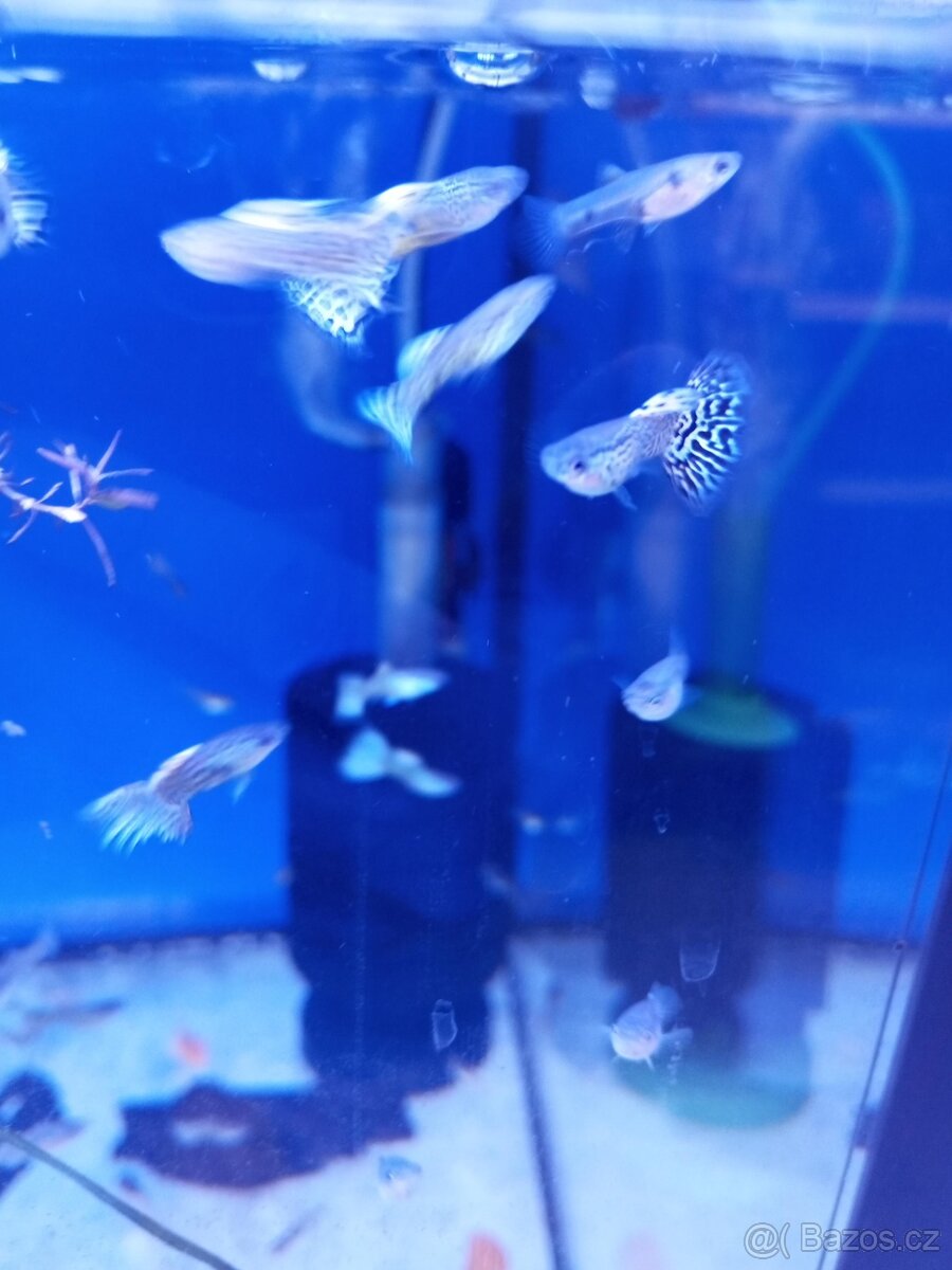 Gupky,paví očka - 2