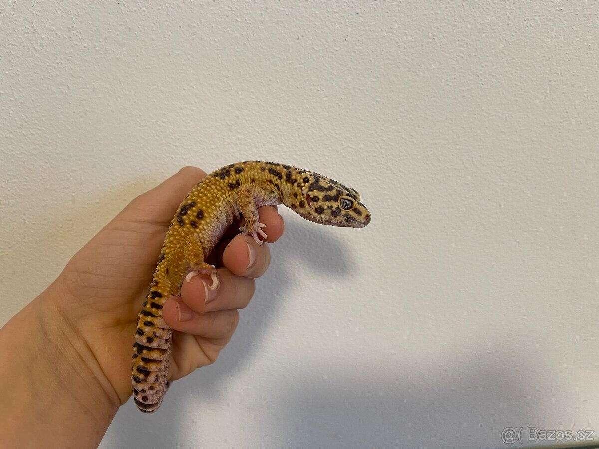 Samice gekončíka nočního - 2