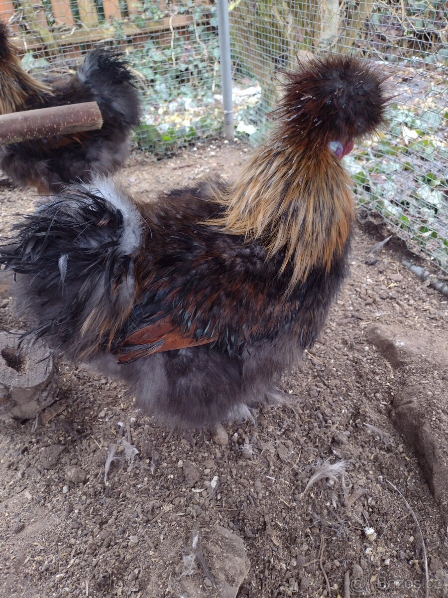 Hedvábnička zdrobnělá - 2