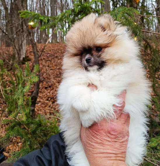 Pomeranian s PP - 2